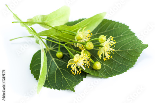 Linden flowers isolated on white background