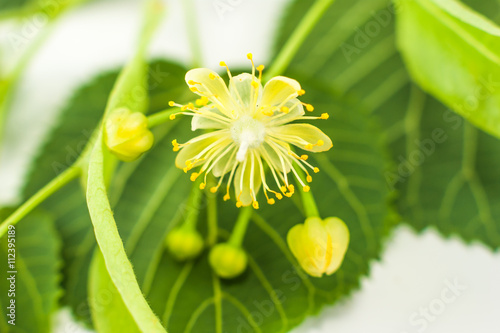 Linden flowers isolated on white background