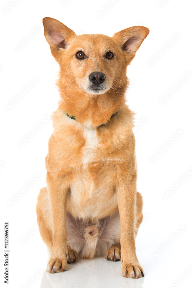 Mischlingshund