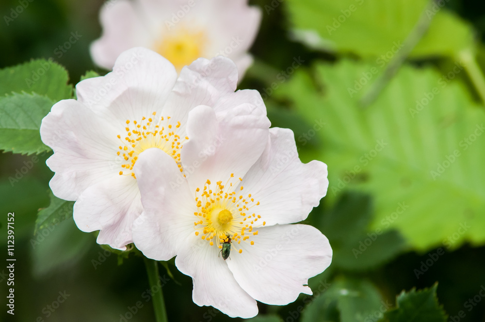 Obraz premium wild rose flower