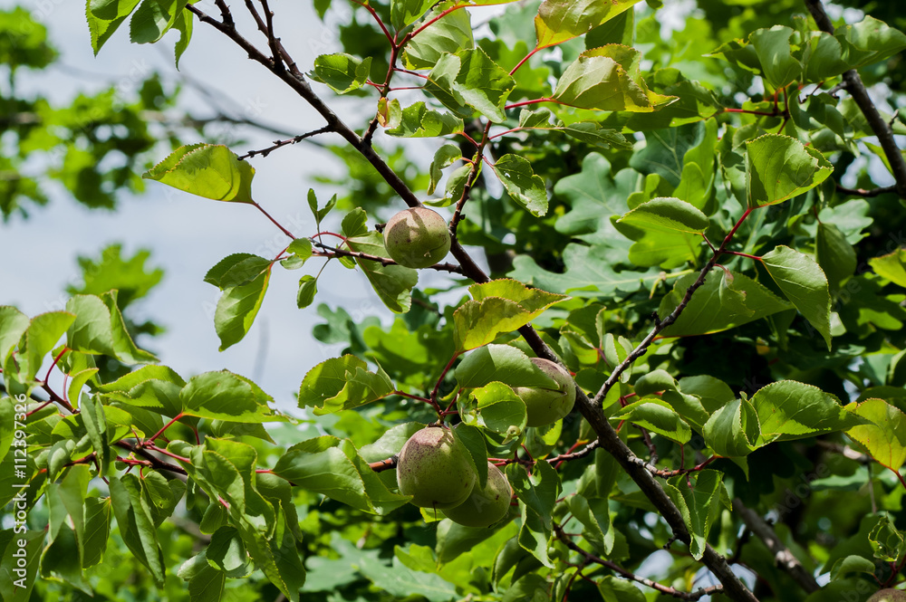 green apricot tree