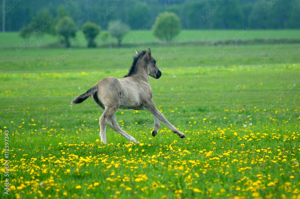 Obraz premium Horse foal running on a green meadow