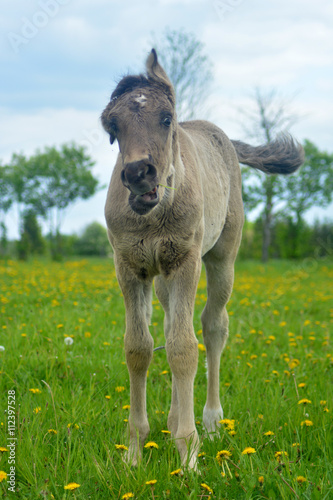 Funny portrait of little horse foal on a natural background full of dandelions