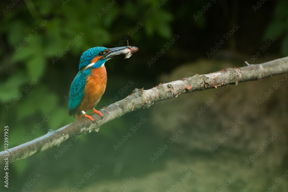 Eisvogel mit einem gefangenen Fisch auf einem Ast Eisvogel mit einem gefangenen Fisch auf einem Ast