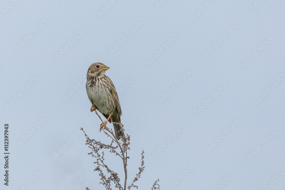 Corn bunting looking in camera from an old weathered weed top. Corn bunting looking in camera from an old weathered weed top.
