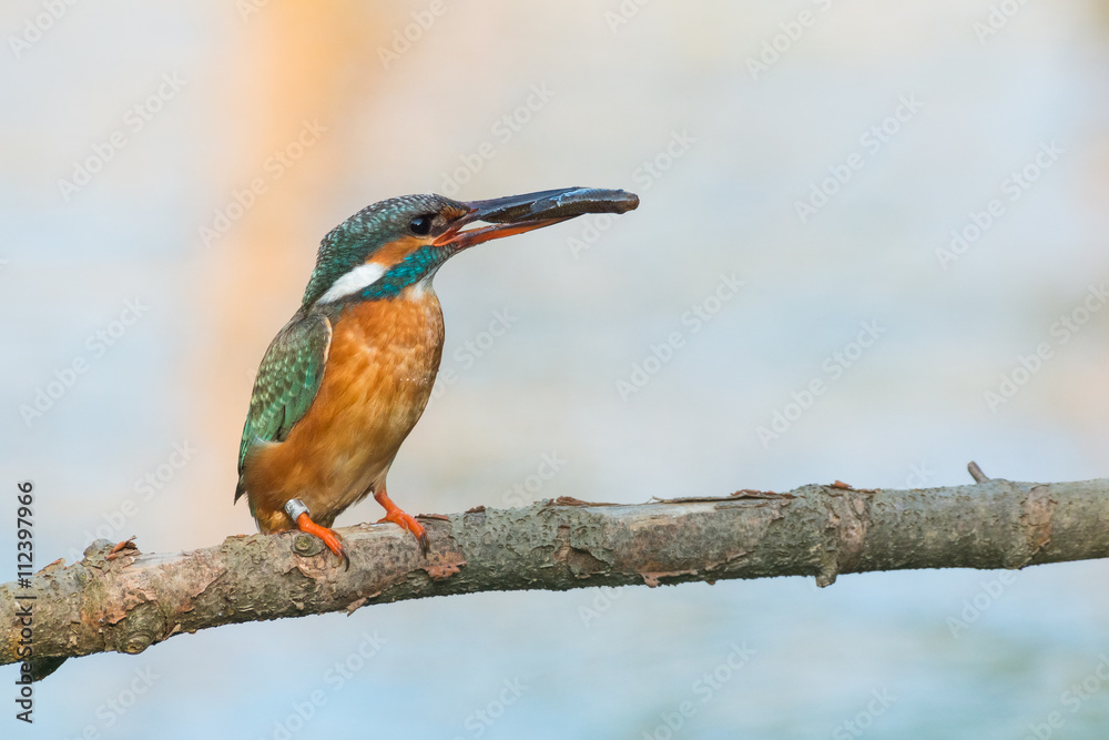 Fototapeta premium Eisvogel mit einem gefangenen Fisch auf einem Ast