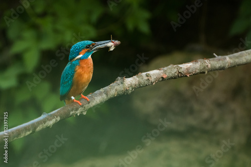 Eisvogel mit einem gefangenen Fisch auf einem Ast