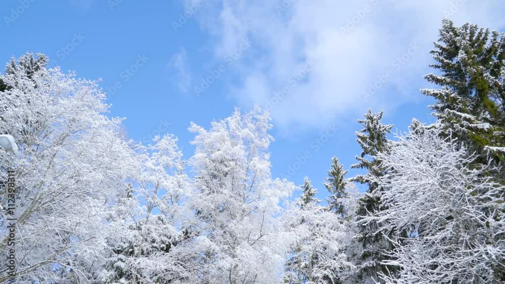 White trees covered in thick snow on a fair weather with the blue sky and white clouds