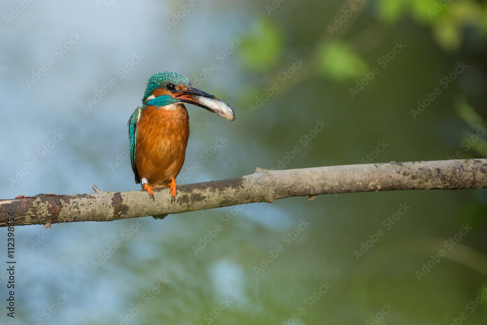 Eisvogel mit einem gefangenen Fisch auf einem Ast Eisvogel mit einem gefangenen Fisch auf einem Ast