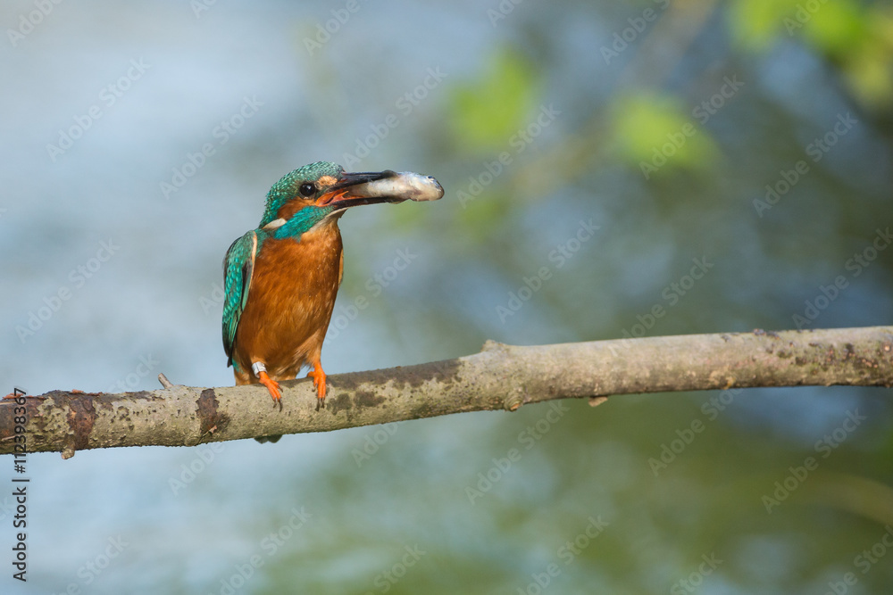 Eisvogel mit einem gefangenen Fisch auf einem Ast