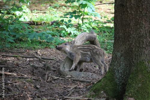 Ein Ferkel im Wald