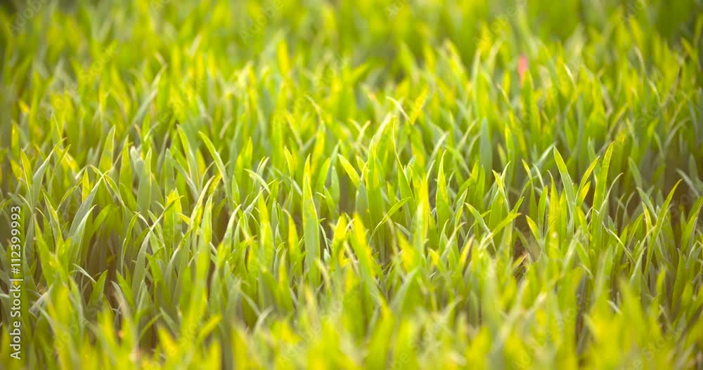 Cultivated field of young green wheat in the morning. Cultivated field of young green wheat in the morning.
