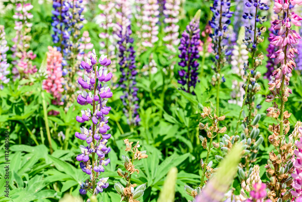 Purple And Pink Snapdragon Flowers In Spring Purple And Pink Snapdragon Flowers In Spring