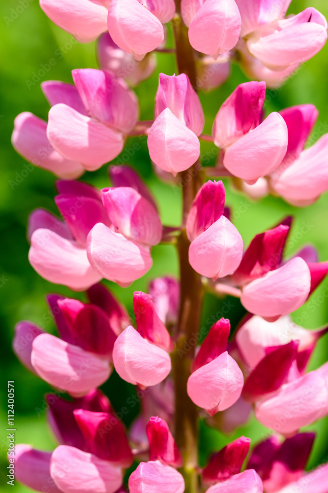 Pink Snapdragon Flower In Spring Pink Snapdragon Flower In Spring