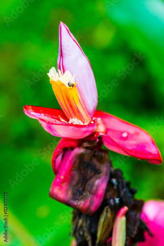 Banana bud of Musa velutina Wendl and Drude photo