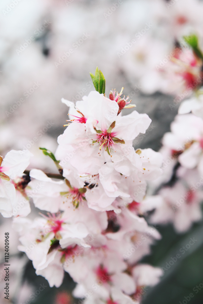 Spring almonds blossoms branch.New life in nature.Springtime.