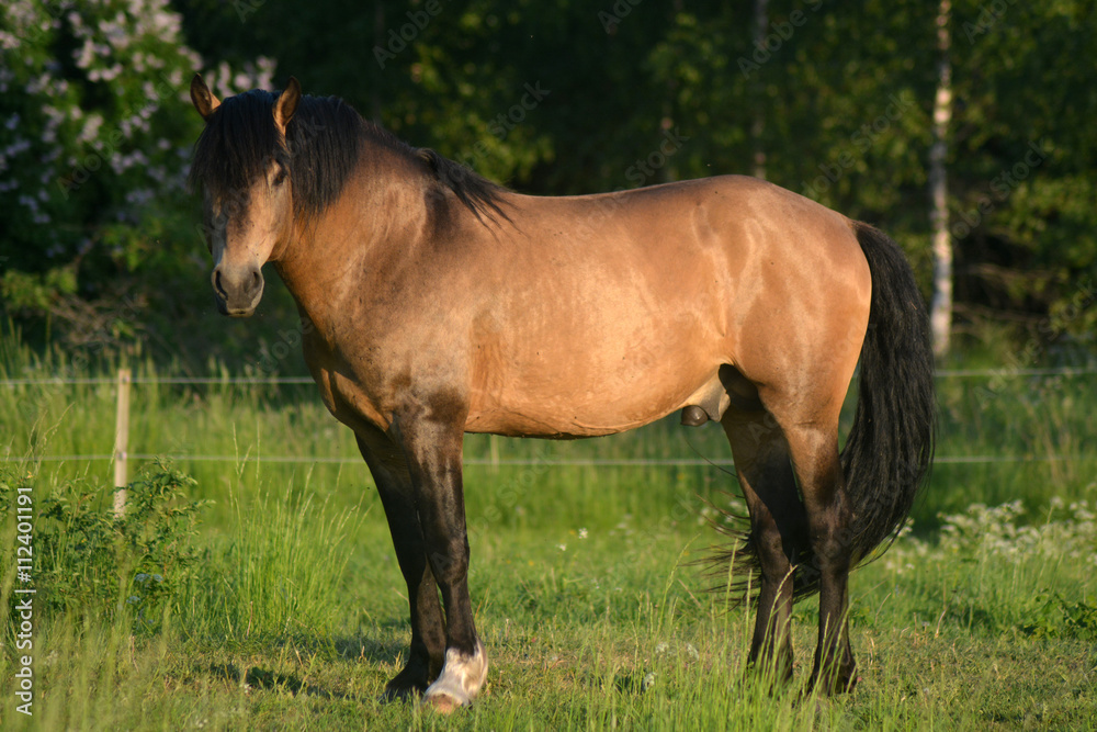 Fototapeta premium Golden horse stallion