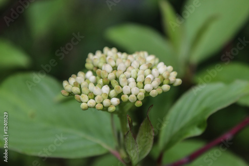 Blüte