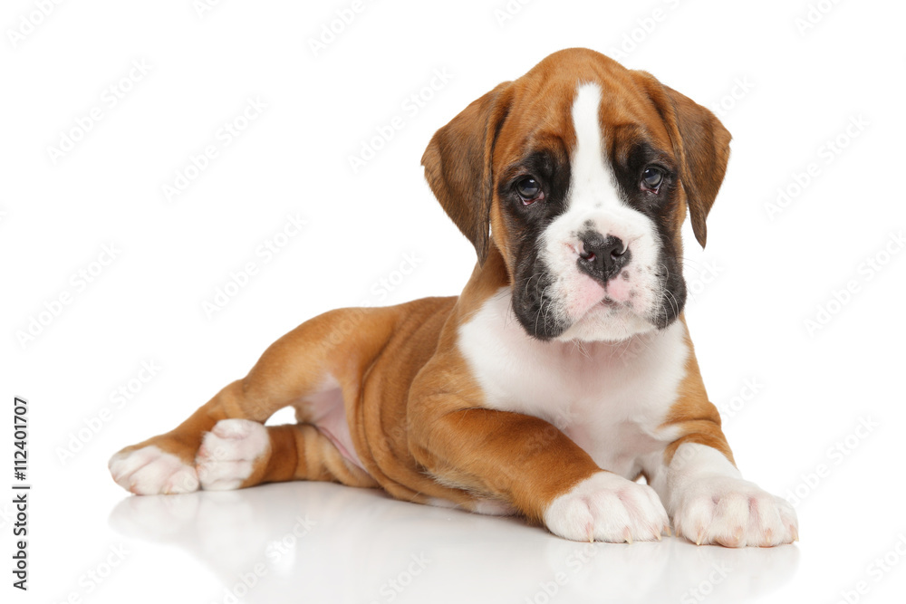 German boxer puppy on white