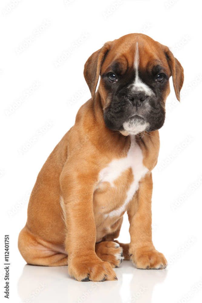 German Boxer puppy sits on white