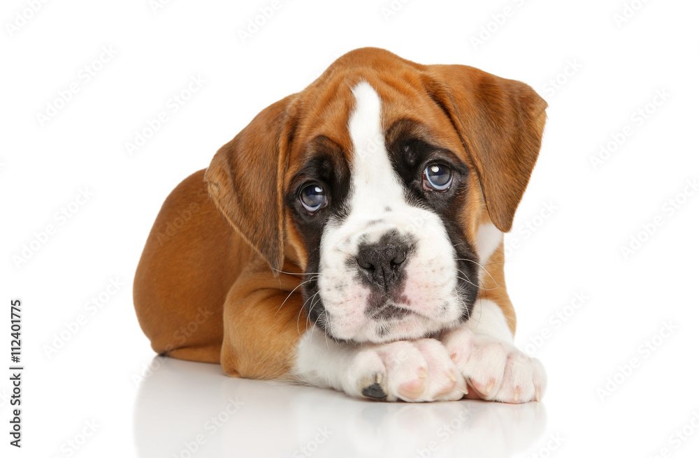 German Boxer puppy on white