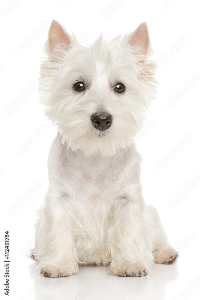 Highland Terrier (westie) on white background Highland Terrier (westie) on white background