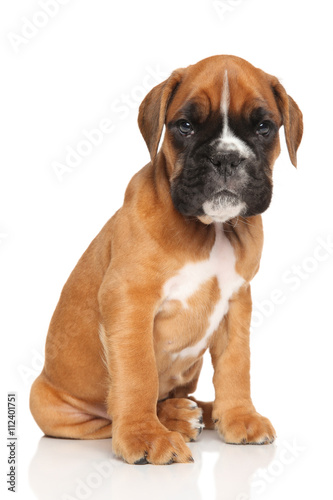German Boxer puppy sits on white © jagodka
