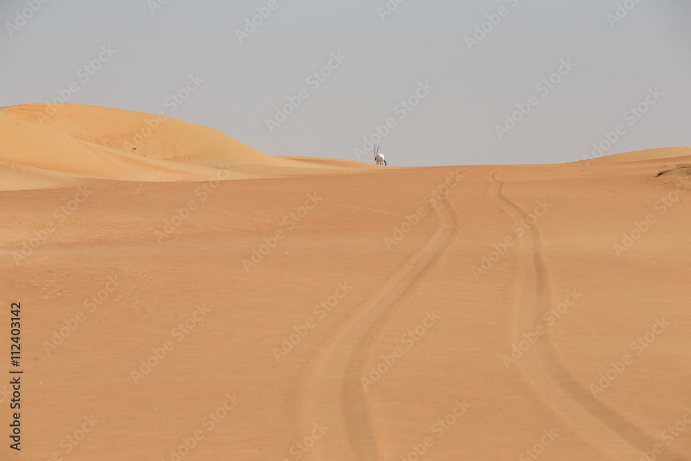 Arabian Oryx at the end of tyre tracks in a desert near Dubai