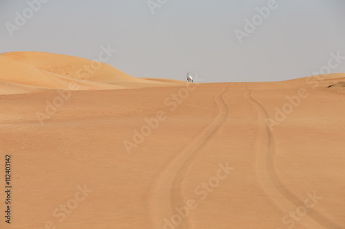 Arabian Oryx at the end of tyre tracks in a desert near Dubai