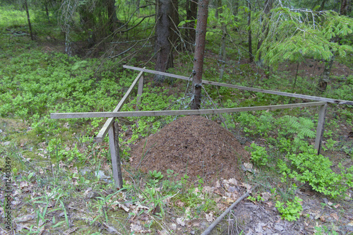 Муравейник