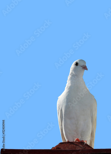 Paloma blanca, aves, pájaros, animales, cielo © Maika
