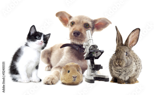 Fototapeta Naklejka Na Ścianę i Meble -  Puppy and microscope