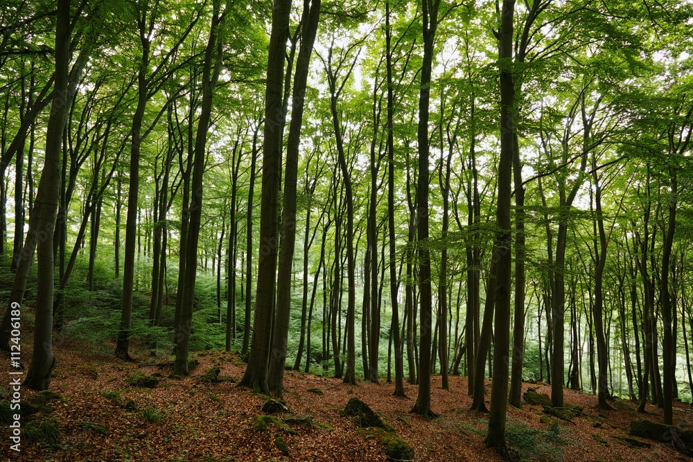 Naklejka premium Buchenwald im Sommer
