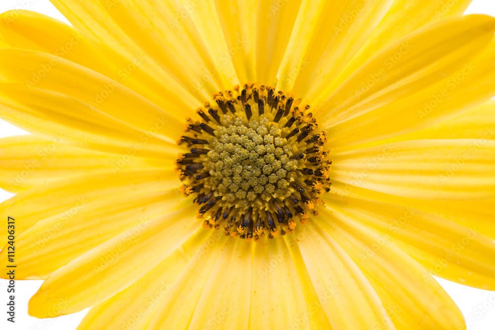 Osteospermum Daisy or Cape Daisy Flower Flower