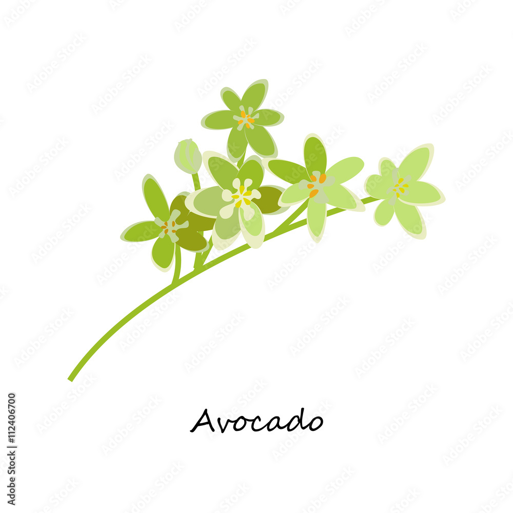 Avocado Flower. Honey planty. Botany. Honey flower colorful illustration. Isolated on white background. Vector eps10