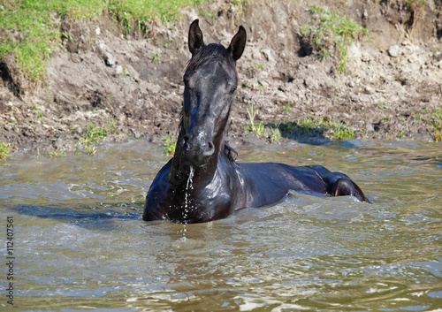 The black horse takes a natural bath © goldika