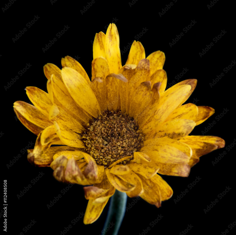 Fototapeta premium Life melancholy with a flower