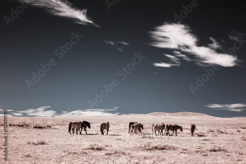 An infrared view of nomadic life on the Mongolian steppe, Nomadic Homestead, Dashinchilen, Mongolia