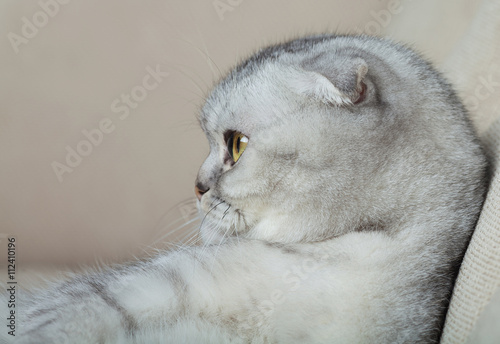 Grey funny cat lying. Blurred background.