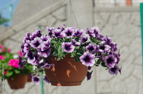 Purple and pink petunias in a hanging basket