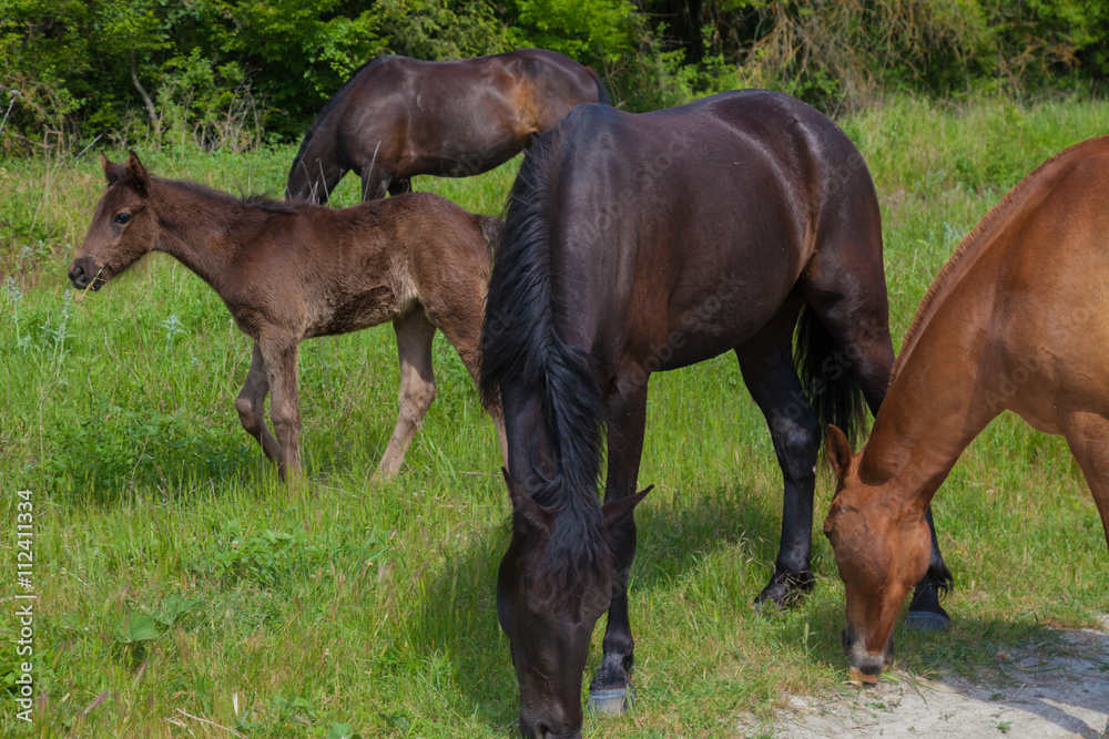 horses graze in the meadow in the forest horses graze in the meadow in the forest