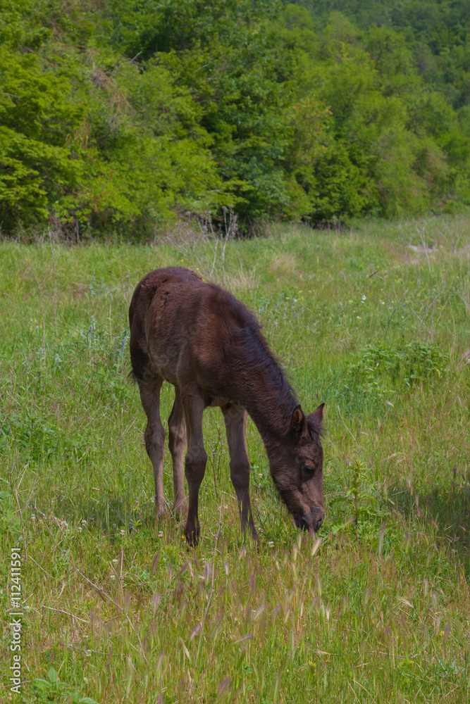 Fototapeta premium horses graze in the meadow in the forest