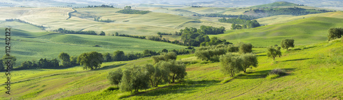 olive trees in panoramic view  in Tuscany in Italy