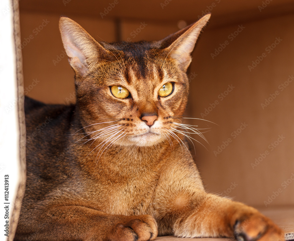 Abyssinian cat outdoors in the garden