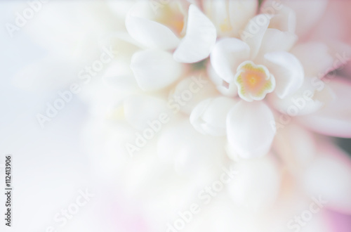 Soft focus flower background with copy space. Made with lens-bab