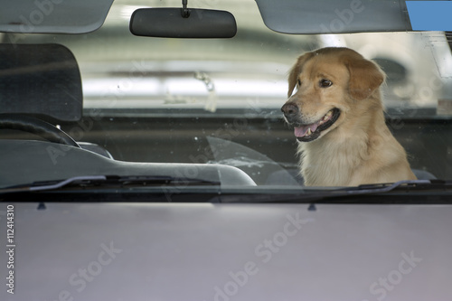 Fototapeta Naklejka Na Ścianę i Meble -  The dog wait owner in car