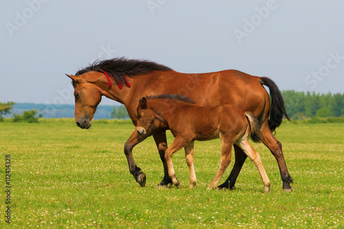  Sorrel horse and foal trot on the meadow