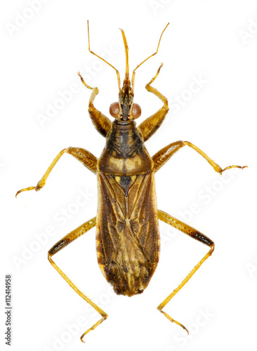 Canvas-taulu Grey Damsel Bug on white Background  -  Himacerus major (A
