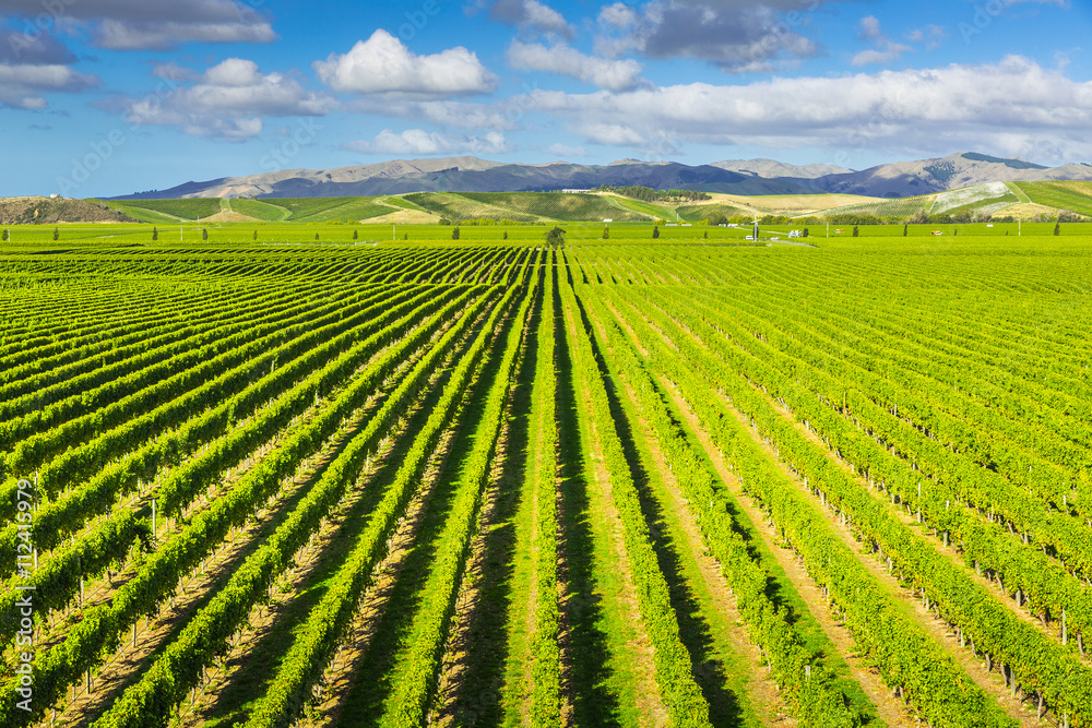 Vineyard Marlborough region, New Zealand