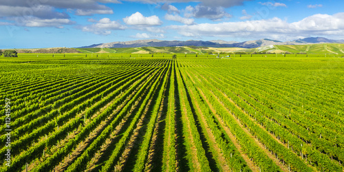Vineyard Marlborough region, New Zealand photo